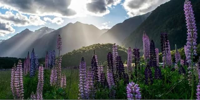 Purple Lupin in full bloom in Eglinton Valley, New Zealand