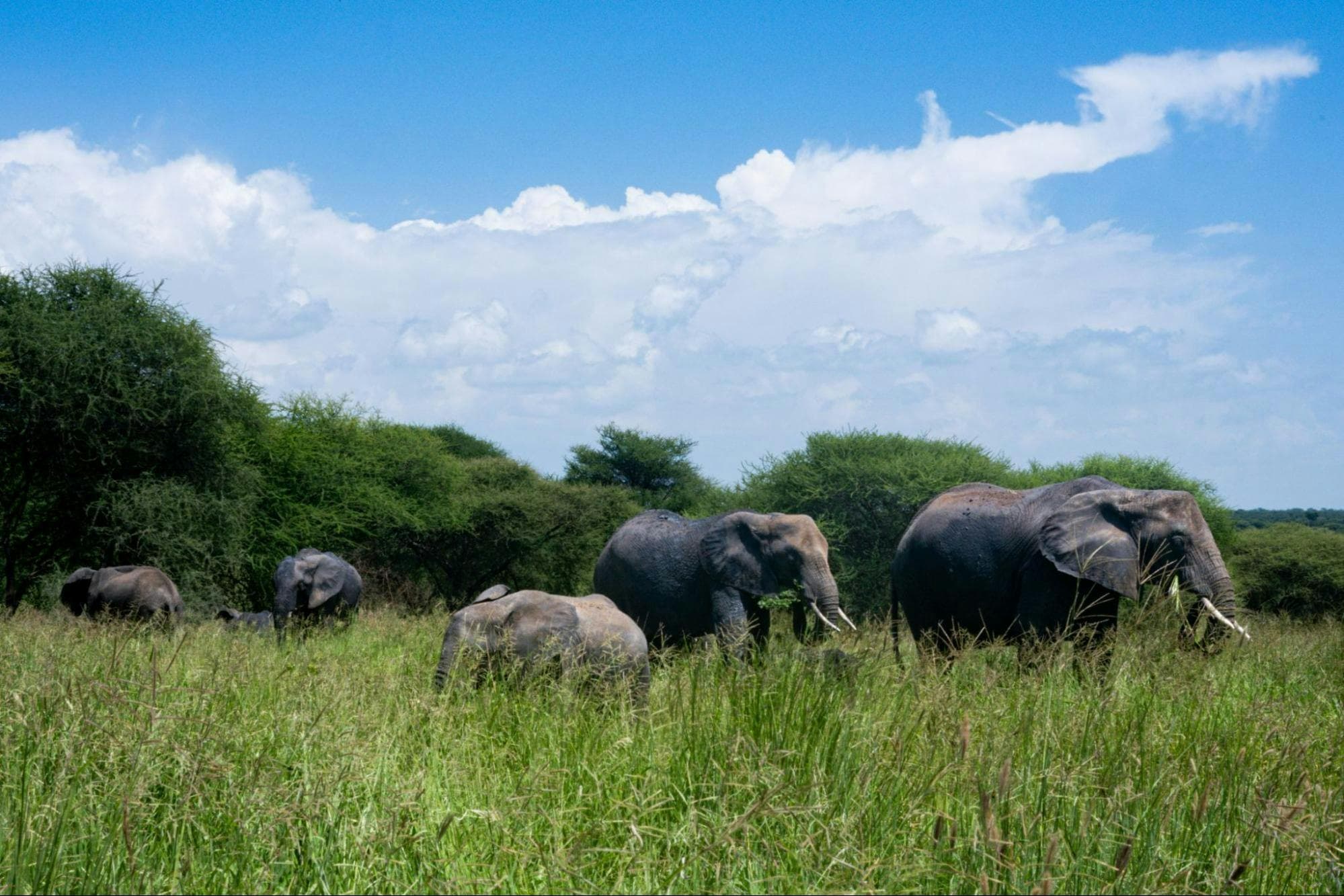 Tanzania Visa Check