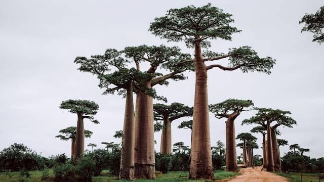 Baobab trees along a dirt road.